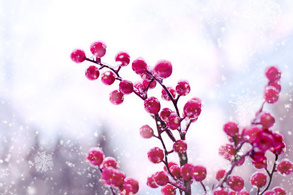 red-berries-4760840